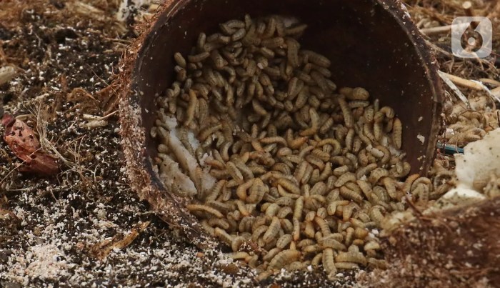 Peternak Budidaya Penjual Maggot BSF Hidup/Kering Pakan Ikan Burung ...