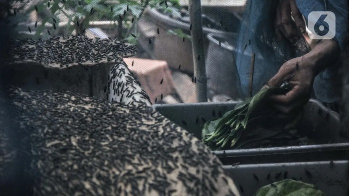 Budidaya maggot pemula di Pasie Raja Aceh Selatan