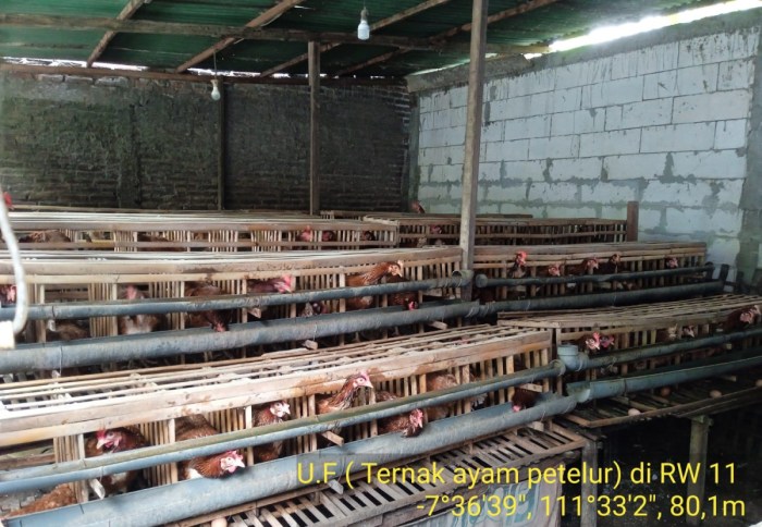 Kandang Ayam Semi Umbaran: Solusi untuk Ternak Ayam di Kota/lahan ...