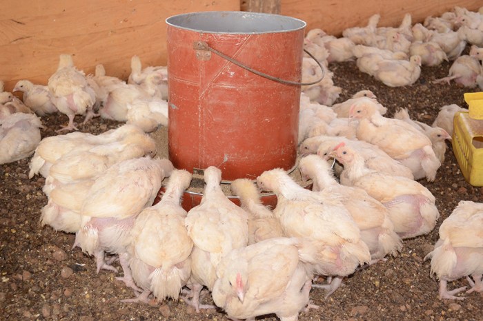 Budidaya ayam broiler di Luas, Kaur