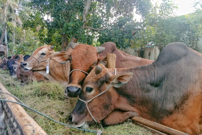 Ternak di Setia Aceh Barat Daya