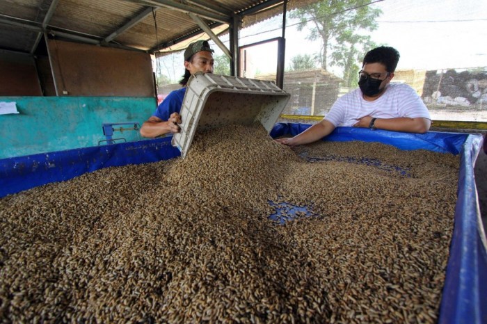 Ternak maggot di Padang Jaya, Bengkulu Utara