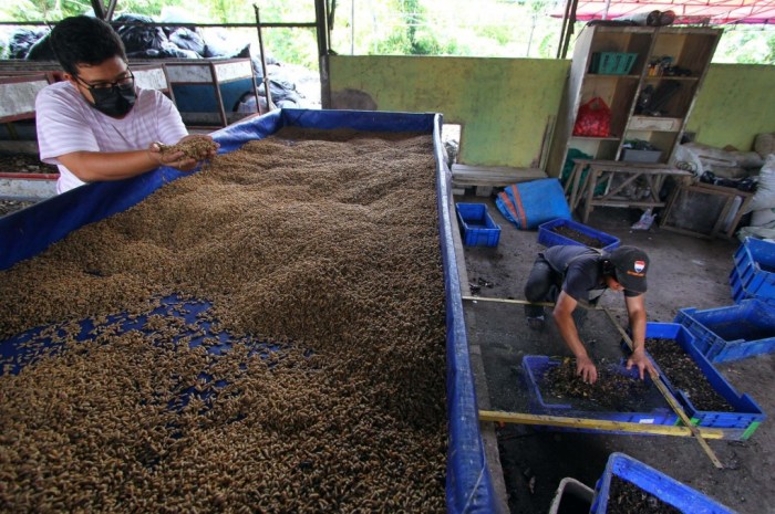 Ternak maggot di Sukaraja, Seluma