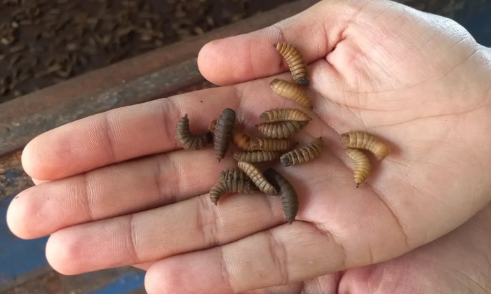 Ternak maggot di Sungai Rumbai, Muko Muko