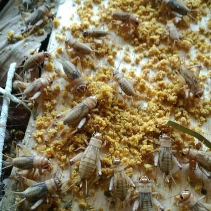 Ternak jangkrik di Lhoksukon, Aceh Utara