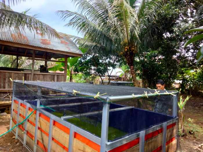 Kecamatan Seluma Barat Masuk Zona Merah Penyakit LSD, Peternak Diminta ...