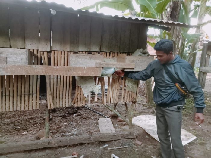 Ayam arab di Seluma Barat, Seluma