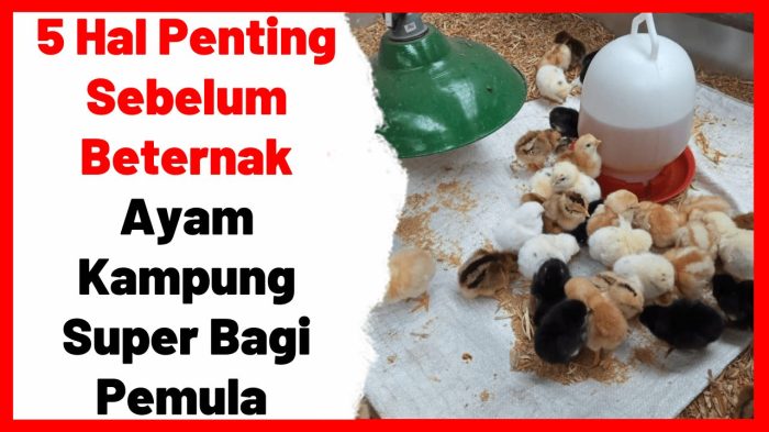 Ternak ayam kampung pemula di Selebar, Kota Bengkulu