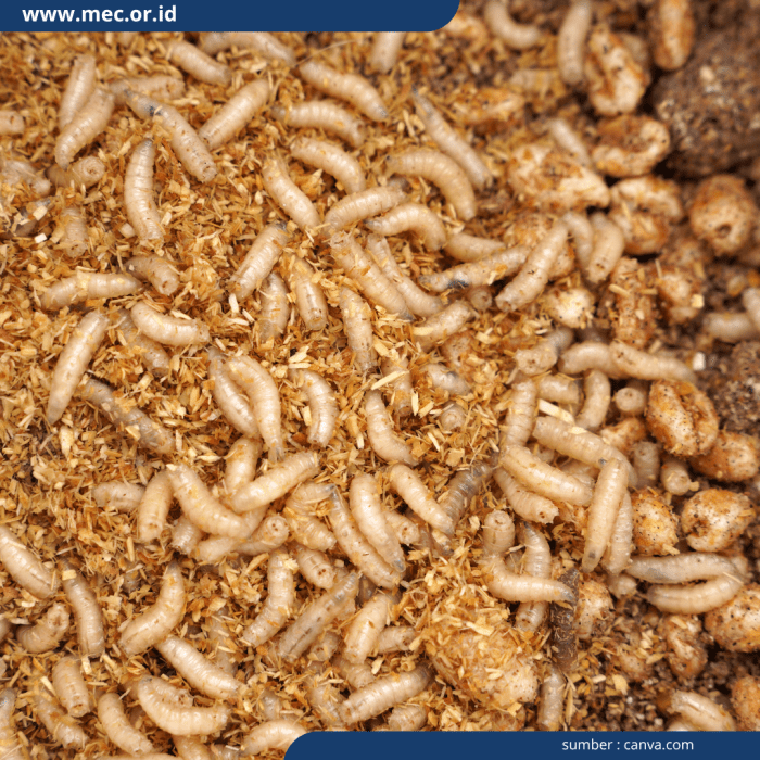 Ternak maggot di Pinang Belapis, Lebong