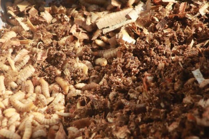 Budidaya maggot pemula di Blang Bintang Aceh Besar