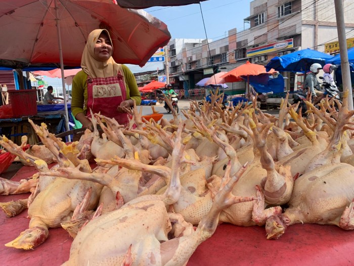 Ayam arab di Seluma Timur, Seluma