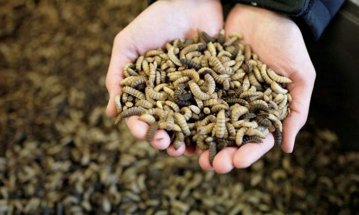 Ternak maggot di Muara Bangka Hulu, Kota Bengkulu