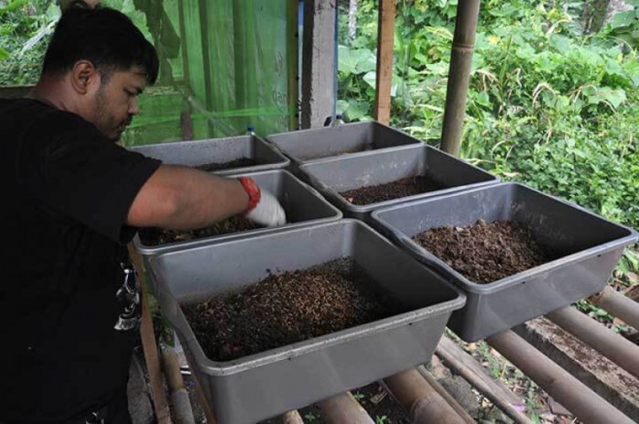 Melihat Budidaya Maggot untuk Pakan Ternak di Desa Wisata Sumberharjo ...
