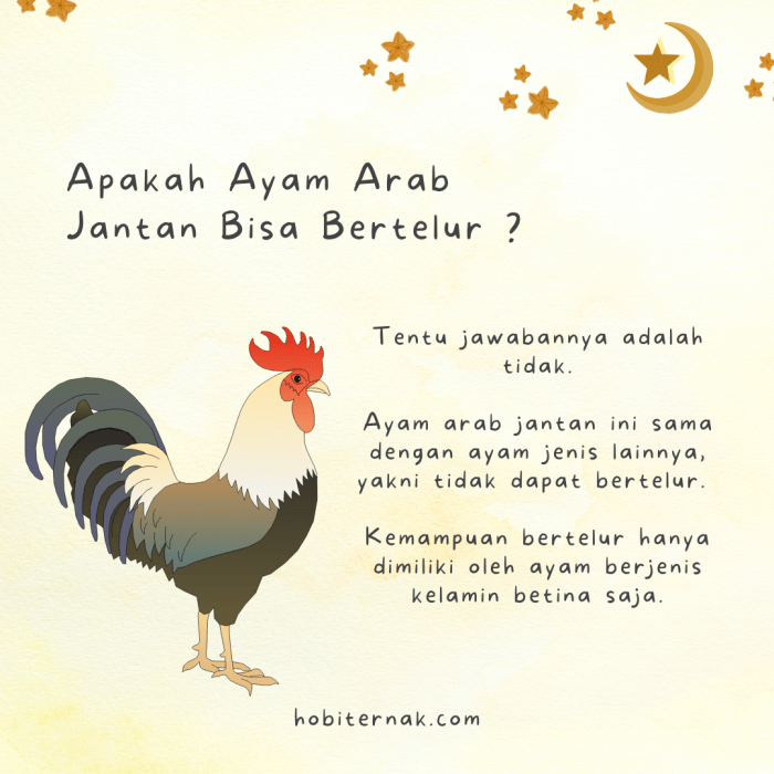 Informasi Lengkap Mengenai Ayam Arab - HOBI TERNAK