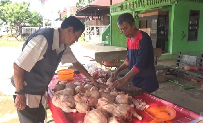 Mengenal Ayam Arab, Ciri-ciri hingga Keunggulannya - PPG