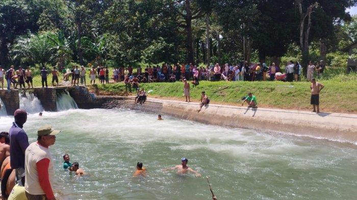 4 Panduan PENTING Ternak Ayam Arab Petelur