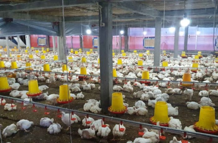 Budidaya ayam broiler di Sungai Rumbai, Muko Muko