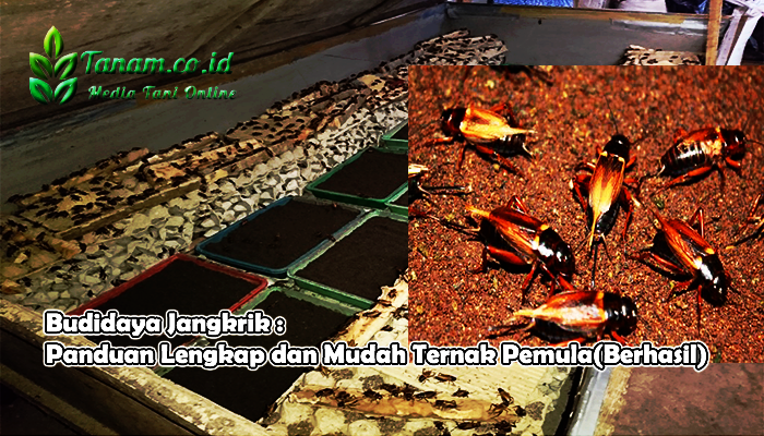 Ternak jangkrik di Pining, Gayo Lues