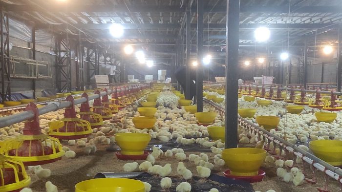 Budidaya ayam broiler di Talo, Seluma