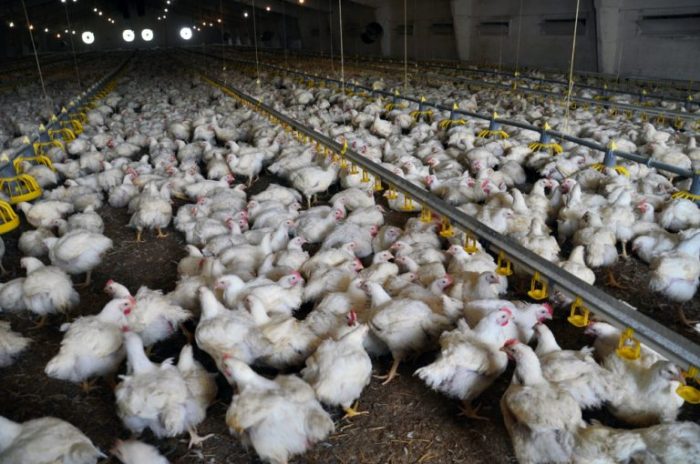 BUDIDAYA AYAM PEDAGING (BROILER) | cingcungo