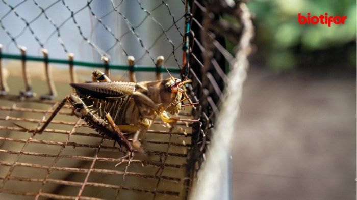 Ternak jangkrik di Tiro, Pidie