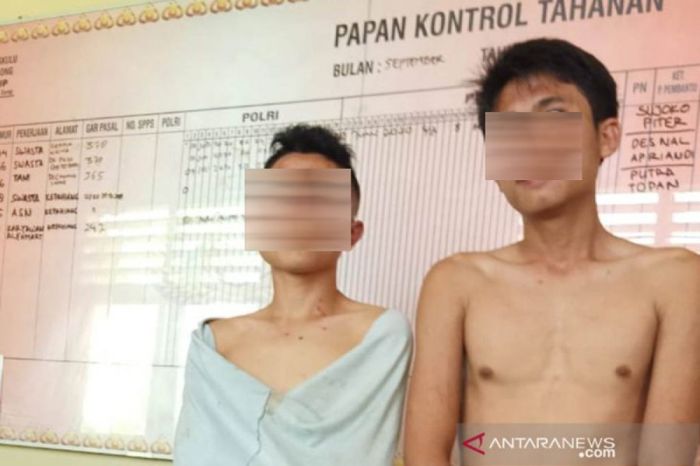 Ayam arab di Sindang Beliti Ilir, Rejang Lebong