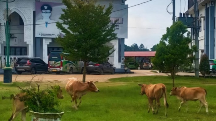 Dampak Gempa M 6,2 Aceh Barat Daya, 3 Rumah Warga di Aceh Selatan Rusak