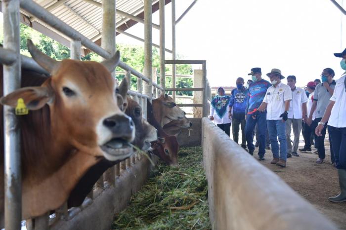 Ternak jangkrik di Indrapuri, Aceh Besar