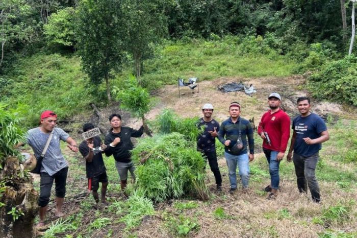 Ternak di Seulimeum Aceh Besar