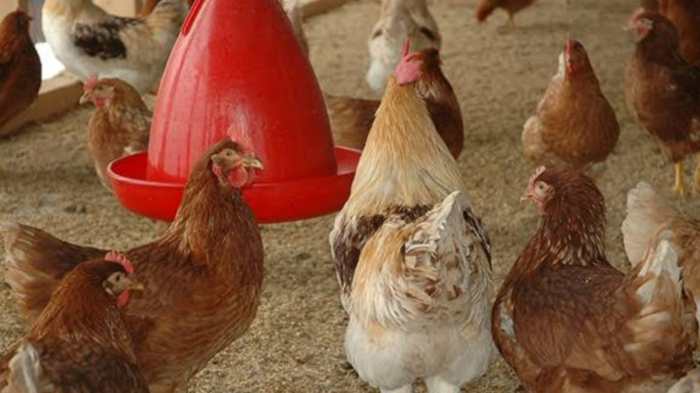 Beternak ayam kampung di halaman rumah - YouTube