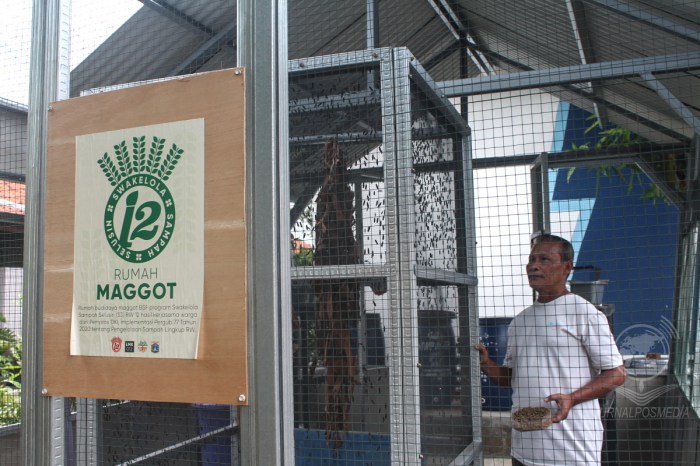 Ternak maggot di Muara Bangka Hulu, Kota Bengkulu