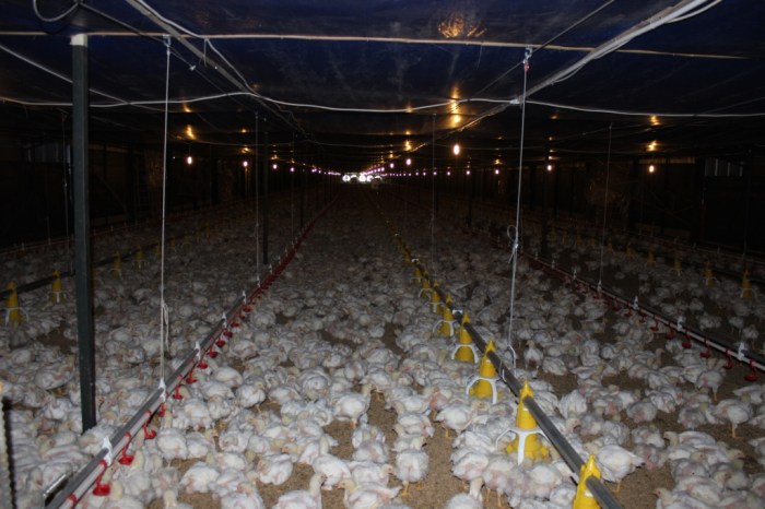 Budidaya ayam broiler di Tanjung Agung Palik, Bengkulu Utara