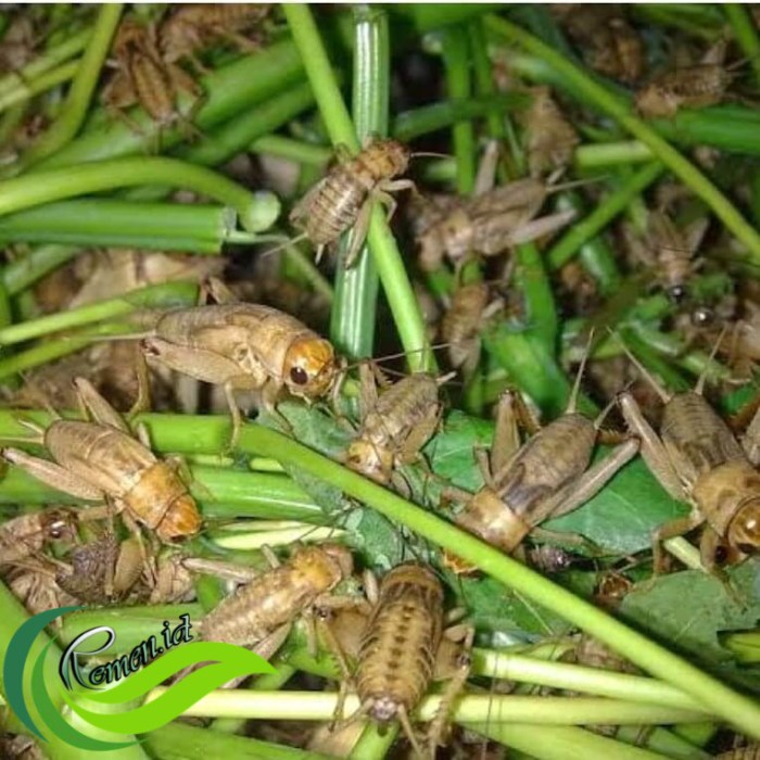 Ternak jangkrik di Kuala Bireuen