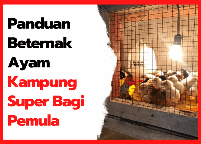 Ternak ayam kampung pemula di Selebar, Kota Bengkulu