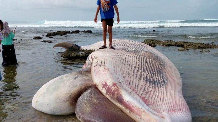 Ternak jangkrik di Teupah Barat, Simeulue