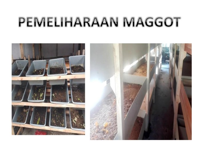 Peternak Budidaya Penjual Maggot BSF Hidup/Kering Pakan Ikan Burung ...