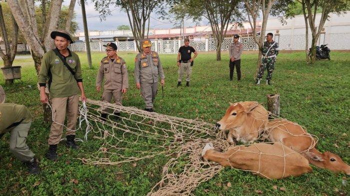 Dalam Sepekan, Satpol PP Aceh Jaya Amankan 48 Hewan Ternak ...