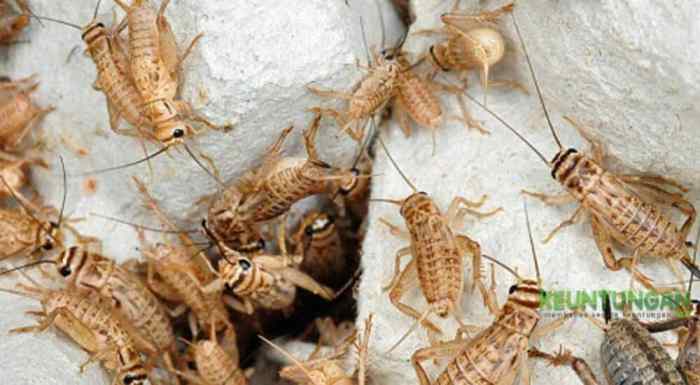 Cara Ternak Jangkrik: Panduan Lengkap untuk Pemula - Biotifor