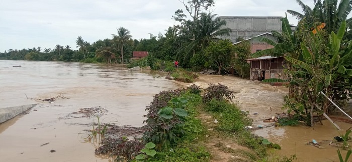 Ternak jangkrik di Seruway, Aceh Tamiang