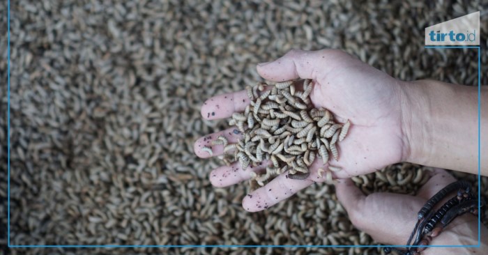 Budidaya maggot pemula di Lhoknga Aceh Besar