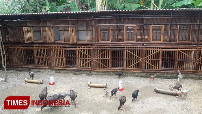 Beternak Ayam Kampung Guna Menambah Penghasilan Sehari-Hari, Babinsa ...