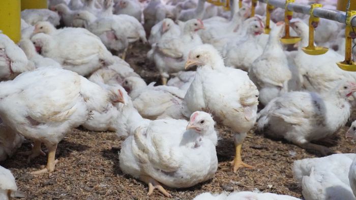 Budidaya ayam broiler di Lebong Atas, Lebong