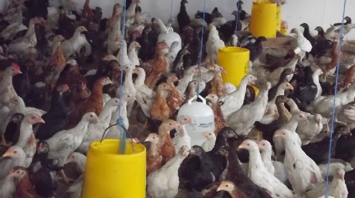 Ternak ayam kampung pemula di Pondok Kelapa, Bengkulu Tengah