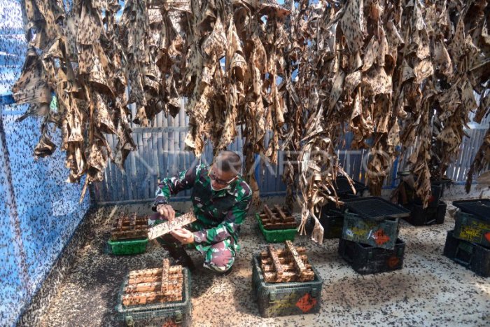 BUDI DAYA MAGGOT UNTUK PAKAN TERNAK | ANTARA Foto