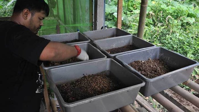 Panduan Cara Budidaya Maggot BSF Terbaru : Dari Proses Awal Hingga Panen