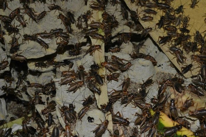 Ternak jangkrik di Ulee Kareng, Kota Banda Aceh