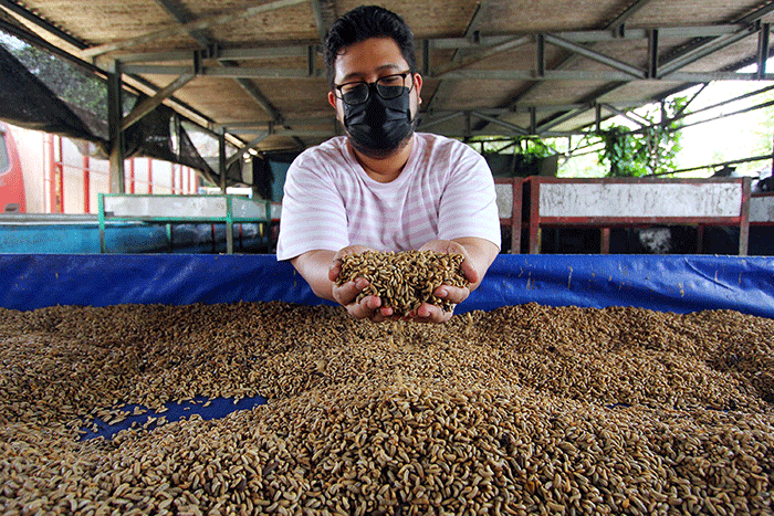 Ternak maggot di Semidang Alas, Seluma