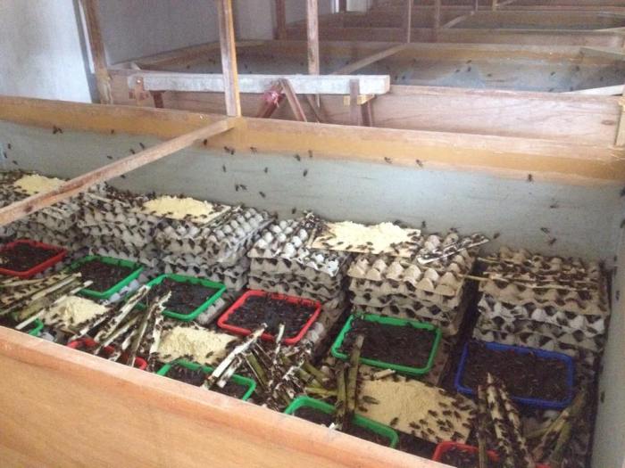 Beternak Jangkrik yang Menguntungkan - News Liputan6.com