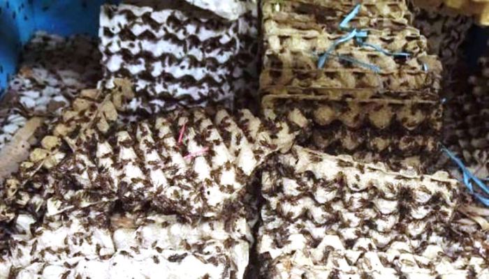 Ternak jangkrik di Madat, Aceh Timur