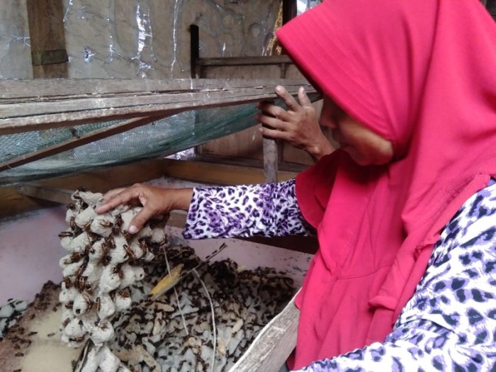 Bisnis Ternak Jangkrik dan Cara Memulainya – KARGOKU.ID